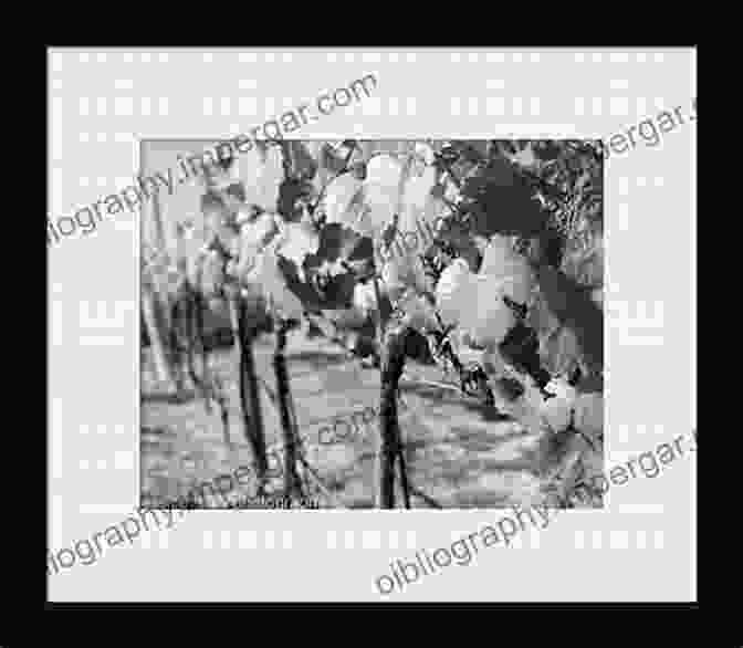 A Black And White Photograph Of Early Winemakers In Illinois, Tending To Grapevines In A Vineyard Illinois Wines And Wineries: The Essential Guide