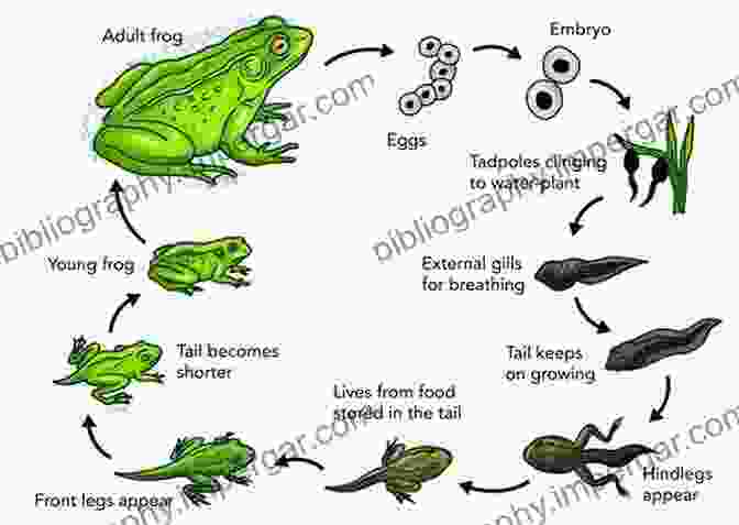 A Captivating Sequence Of Images Depicting The Metamorphosis Of An Amphibian, Showcasing The Remarkable Transformation From Aquatic Tadpole To Terrestrial Adult. Across The Bridge: Understanding The Origin Of The Vertebrates