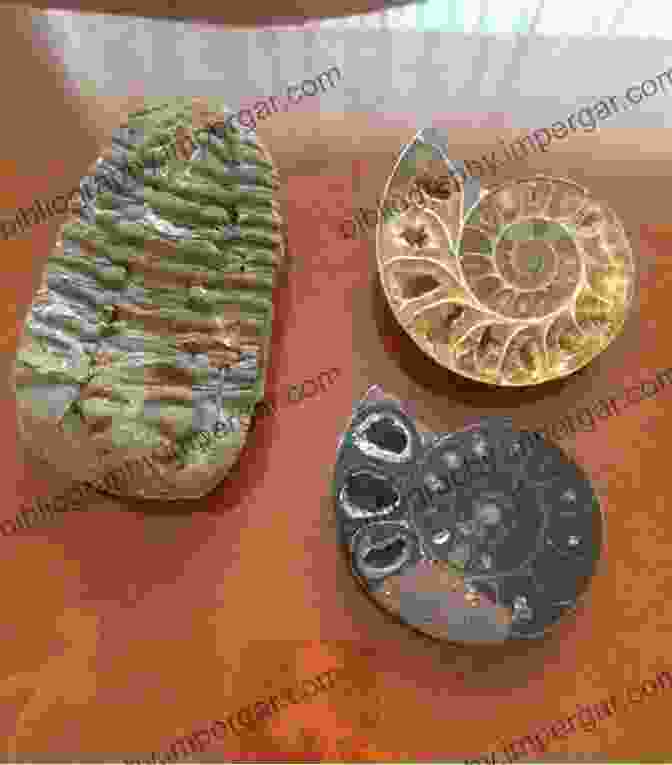 A Collection Of Ancient Life Fossils, Including Trilobites, Ammonites, And Early Fish. Discovering Fossils: How To Find And Identify Remains Of The Prehistoric Past (Fossils Dinosaurs)