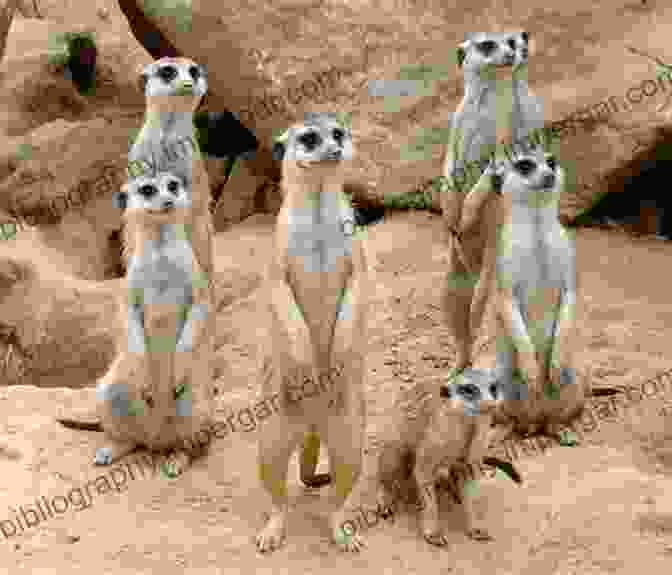 A Colony Of Meerkats Exhibiting Cooperative Behavior, Showcasing The Importance Of Social Interactions In Animal Life Wildlife Spectacles: Mass Migrations Mating Rituals And Other Fascinating Animal Behaviors