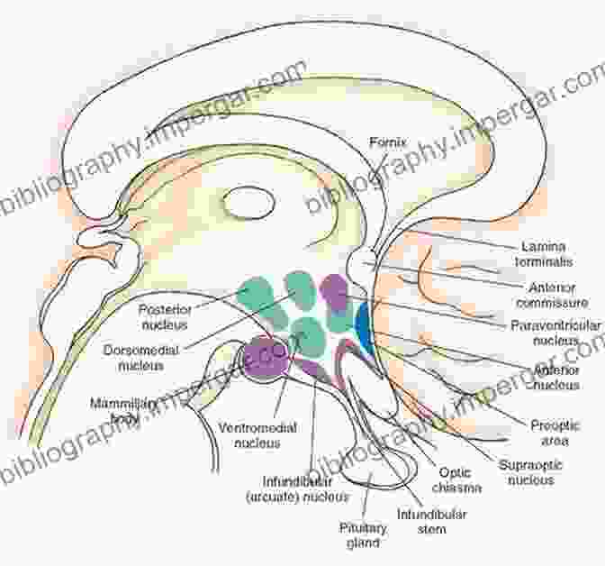 A Cross Sectional View Of The Hypothalamus, Showcasing Its Nuclei, Fiber Tracts, And Connections To The Pituitary Gland Neuroanatomy Of Neuroendocrine Systems (Masterclass In Neuroendocrinology 12)