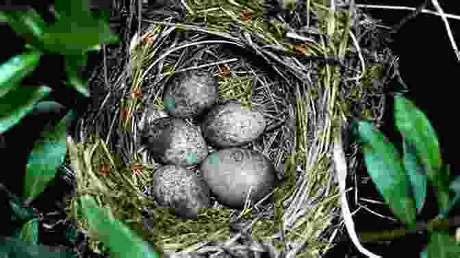 A Cuckoo Egg Placed In The Nest Of Another Bird Species, Showcasing The Bird's Deceptive Tactics Parrot S Lament The And Other True Tales Of Animal Intrigue Intelligen: And Other True Tales Of Animal Intrigue Intelligence And Ingenuity