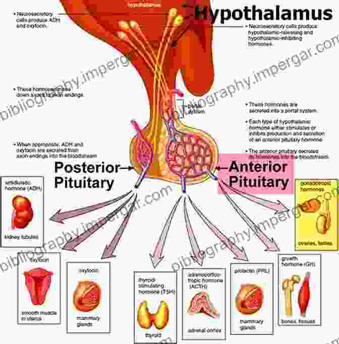 A Detailed Anatomical Illustration Of The Pituitary Gland, Highlighting Its Lobes And Hormone Producing Cells Neuroanatomy Of Neuroendocrine Systems (Masterclass In Neuroendocrinology 12)