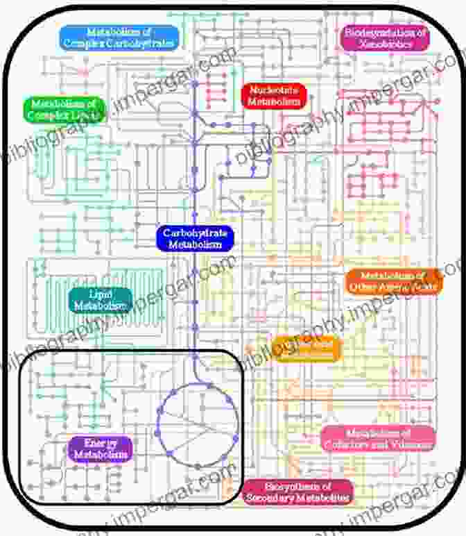 A Diagram Of Nutritional Biochemistry Pathways Rethinking Food And Agriculture: New Ways Forward (Woodhead Publishing In Food Science Technology And Nutrition)