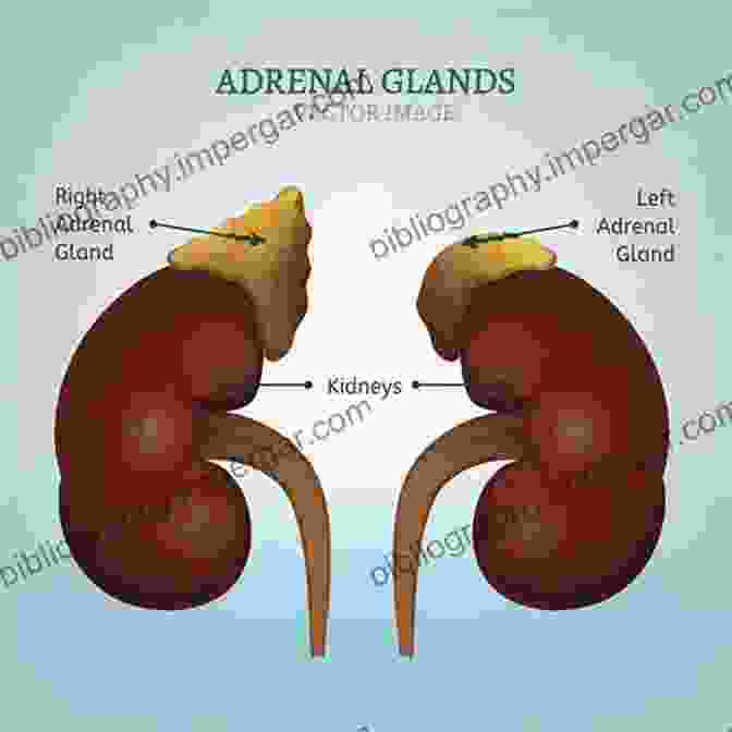 A Diagrammatic Representation Of The Adrenal Glands, Depicting Their Location, Internal Structure, And Hormone Production Neuroanatomy Of Neuroendocrine Systems (Masterclass In Neuroendocrinology 12)