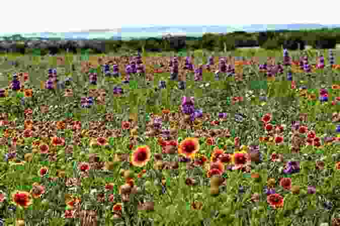 A Field Of Vibrant Wildflowers, Teeming With Honeybees Plants And Beekeeping An Account Of Those Plants Wild And Cultivated Of Value To The Hive Bee And For Honey Production In The British Isles