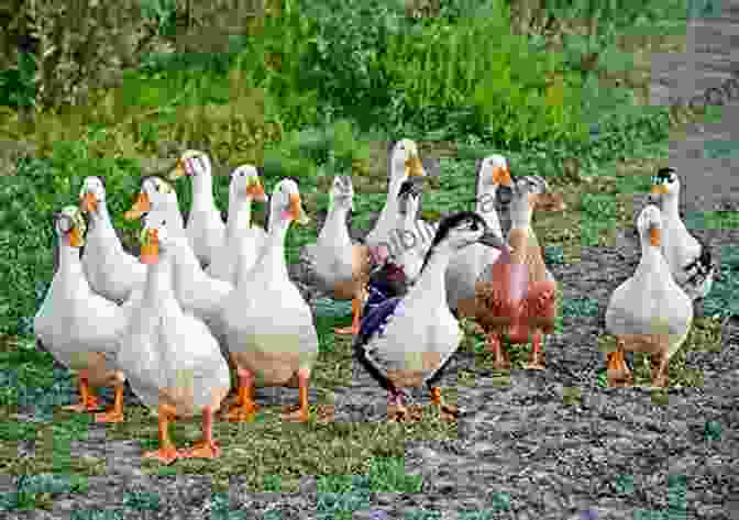 A Flock Of Happy, Healthy Ducks Grazing In A Field Duck Eggs Daily: Raising Happy Healthy Ducks Naturally