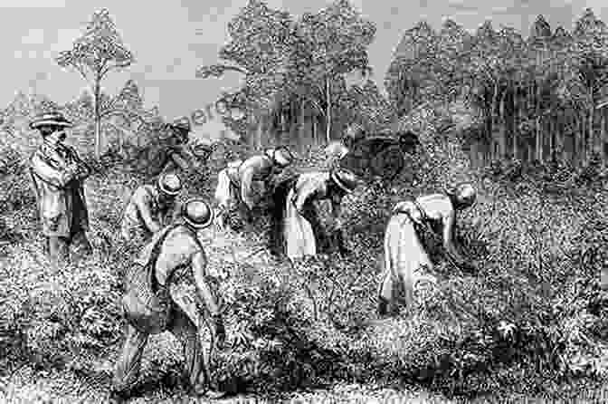 A Historical Image Of Enslaved Africans Working In The Fields Of Uruguay. Blackness In The White Nation: A History Of Afro Uruguay