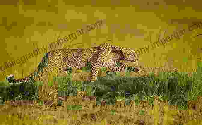 A Leopard Stealthily Stalking Its Prey, Demonstrating The Adaptability And Hunting Strategies Of Predators Wildlife Spectacles: Mass Migrations Mating Rituals And Other Fascinating Animal Behaviors