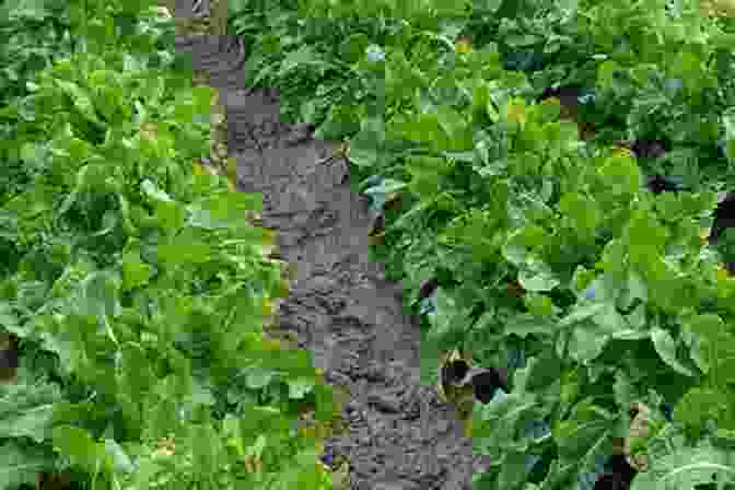 A Lush Field Of Chicory And Endive Plants Chicory And Endive: Growing Practices And Nutritional Information