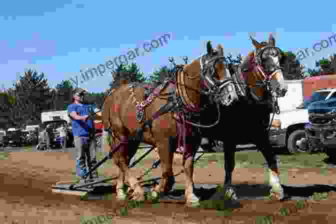 A Magnificent Draft Horse Pulling A Heavy Load While A Mule Grazes Nearby Draft Horses And Mules: Harnessing Equine Power For Farm Show (Storey S Working Animals)