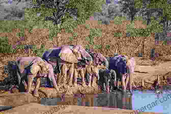 A Majestic Herd Of Elephants Roaming The African Bush The Secret Elephants: The Rediscovery Of The World S Most Southerly Elephants