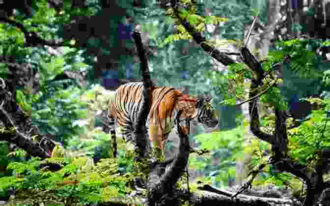 A Majestic Tiger In The Vietnamese Jungle The Tiger Man Of Vietnam