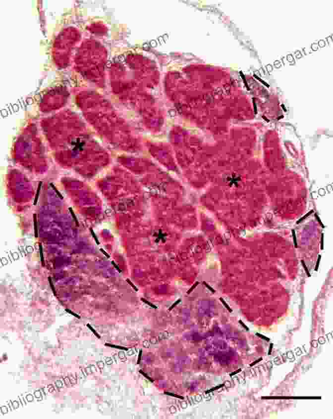 A Microscopic Image Of The Pineal Gland, Showing Its Pinealocytes And The Production Of Melatonin Neuroanatomy Of Neuroendocrine Systems (Masterclass In Neuroendocrinology 12)