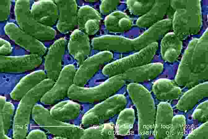 A Photomicrograph Of Bacteria In Food Rethinking Food And Agriculture: New Ways Forward (Woodhead Publishing In Food Science Technology And Nutrition)