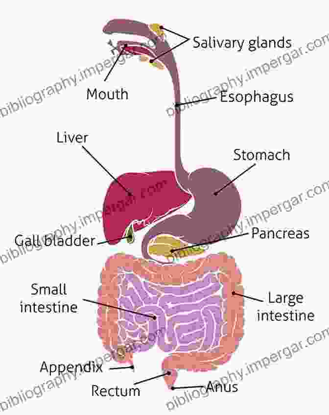 A Schematic Diagram Of The Gastrointestinal Tract, Highlighting The Locations Of Hormone Producing Cells And Their Effects On Digestion, Appetite, And Metabolism Neuroanatomy Of Neuroendocrine Systems (Masterclass In Neuroendocrinology 12)