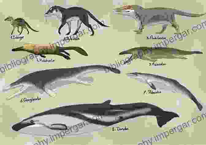 A Skeleton Of Pakicetus Inachus, An Early Whale Ancestor That Lived 50 Million Years Ago. The Walking Whales: From Land To Water In Eight Million Years