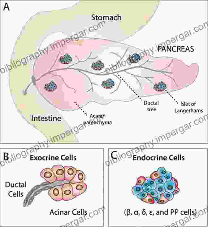 A Three Dimensional Reconstruction Of The Pancreas, Depicting Its Exocrine And Endocrine Components, Including The Islets Of Langerhans Neuroanatomy Of Neuroendocrine Systems (Masterclass In Neuroendocrinology 12)