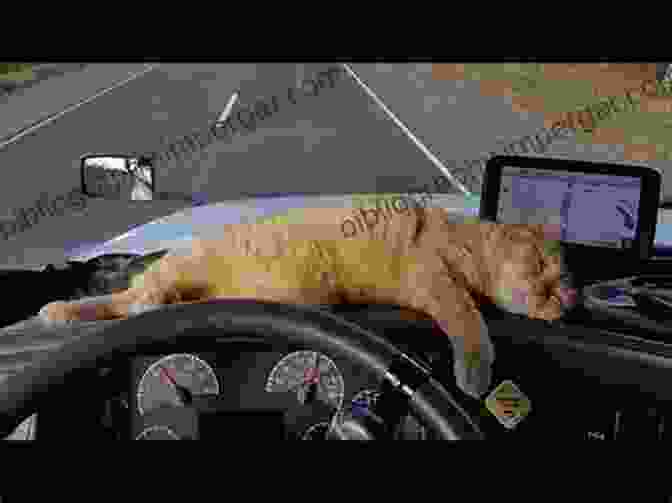 A Trucker Stops To Rescue A Cat From The Side Of The Road. The Long Haul: A Trucker S Tales Of Life On The Road