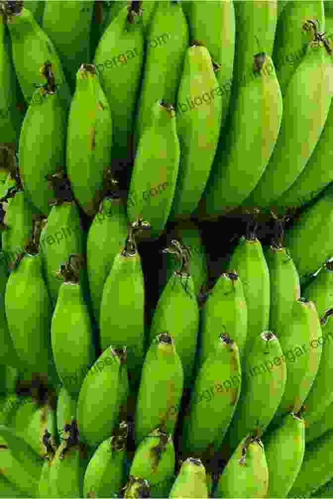 A Vibrant Image Of Green Bananas, Evoking The Nostalgic Comfort Of Childhood Got To Have That Green Banana (Comfort Legacies With Fay Michelle And Grandma Cleo)