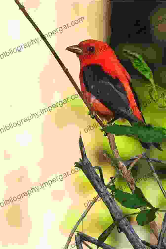 A Vibrant Male Scarlet Tanager Perched Amidst The Lush Greenery Of New Jersey's Forests 50 Things To Know About Birds In New Jersey : Birding In The Garden State (50 Things To Know About Birds United States)