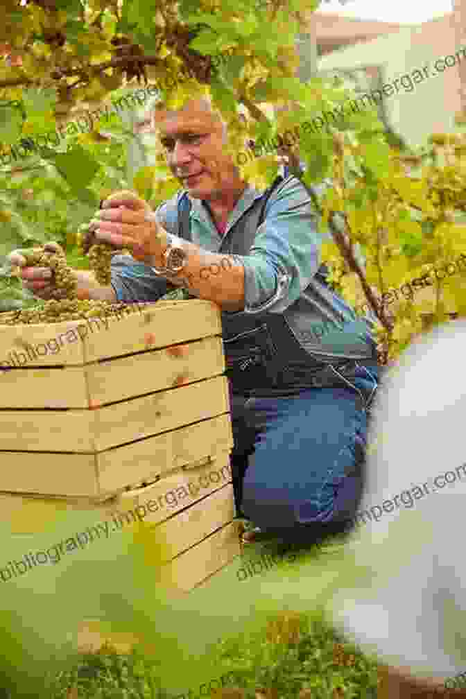 A Winemaker In An Illinois Vineyard, Inspecting Grape Clusters, With A Passionate Expression Illinois Wines And Wineries: The Essential Guide