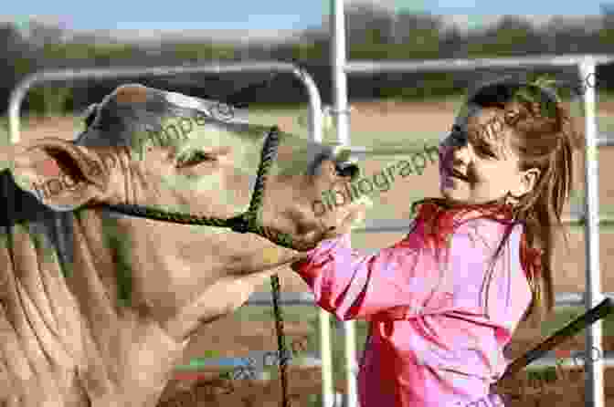 A Young Girl Showing Her Steer At A Livestock Show Your Chickens: A Kid S Guide To Raising And Showing