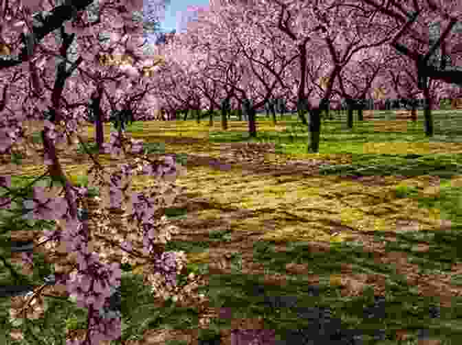 Almond Tree With Pink Blossoms Almonds: Botany Production And Uses