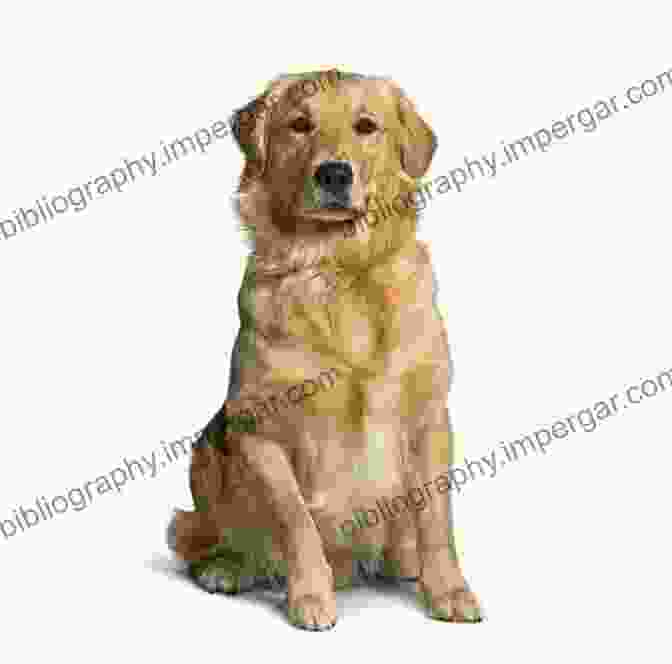 Alphi, A Golden Retriever, Is Sitting On A Couch And Looking At The Camera. He Has A Big Smile On His Face And His Eyes Are Full Of Mischief. Alphi The Dog With Special Aphasia Powers