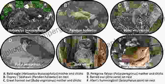 An Animal Researcher Observing A Group Of Animals In Their Natural Habitat Parrot S Lament The And Other True Tales Of Animal Intrigue Intelligen: And Other True Tales Of Animal Intrigue Intelligence And Ingenuity