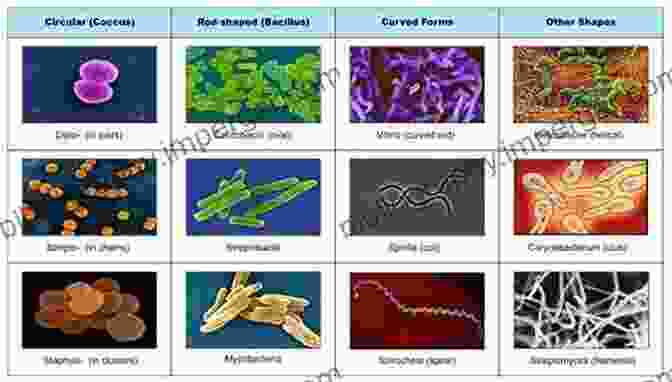 Biology Identification And Care Bacteria Diversity Giant Clams In The Reef Aquarium: Biology Identification And Care