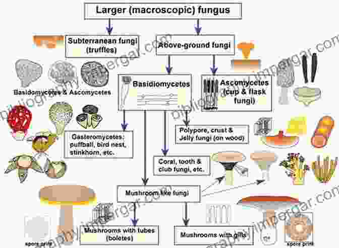 Biology Identification And Care Fungal Diversity Giant Clams In The Reef Aquarium: Biology Identification And Care