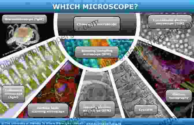 Biology Identification And Care Microscopic View Giant Clams In The Reef Aquarium: Biology Identification And Care