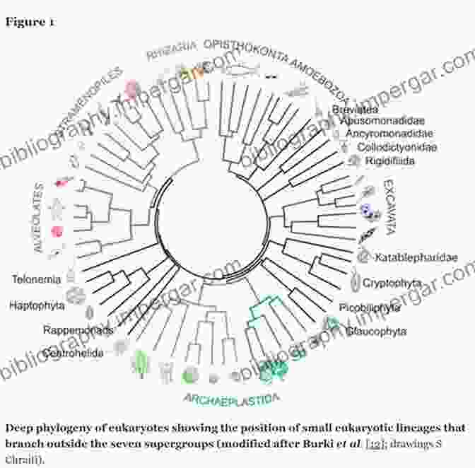 Biology Identification And Care Protist Diversity Giant Clams In The Reef Aquarium: Biology Identification And Care