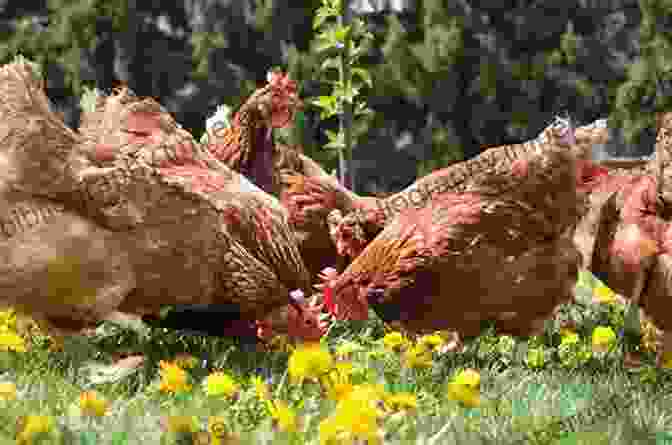 Chickens Enjoying An Enriched Environment Understanding The Behaviour And Improving The Welfare Of Chickens (Burleigh Dodds In Agricultural Science 91)