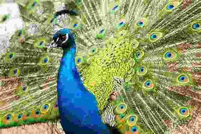 Close Up Of A Male Peacock Displaying Its Vibrant Tail Feathers, Illustrating The Intricate Nature Of Mating Rituals Wildlife Spectacles: Mass Migrations Mating Rituals And Other Fascinating Animal Behaviors