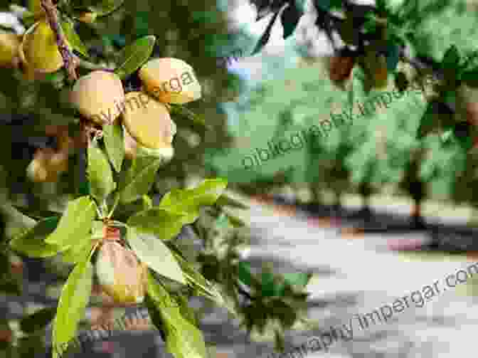 Developing Almond Fruit On A Branch Almonds: Botany Production And Uses