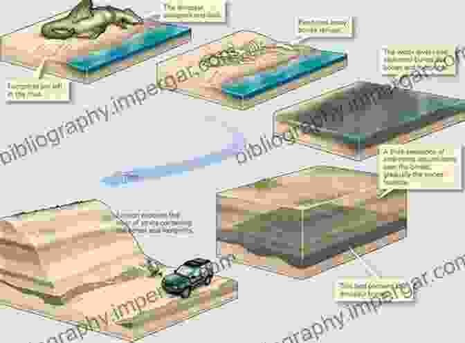 Diagram Of Fossil Formation Processes Fossil Hunting 101: A Guide For The Absolute Newbie