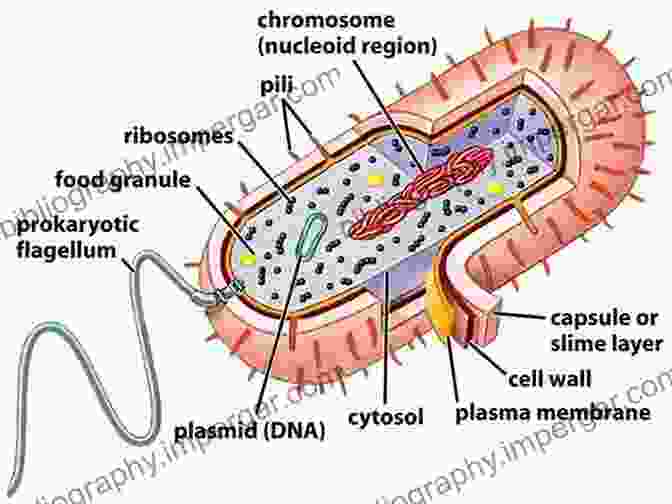 Diagram Of Prokaryotic Membranous Compartments Complex Intracellular Structures In Prokaryotes (Microbiology Monographs 2)