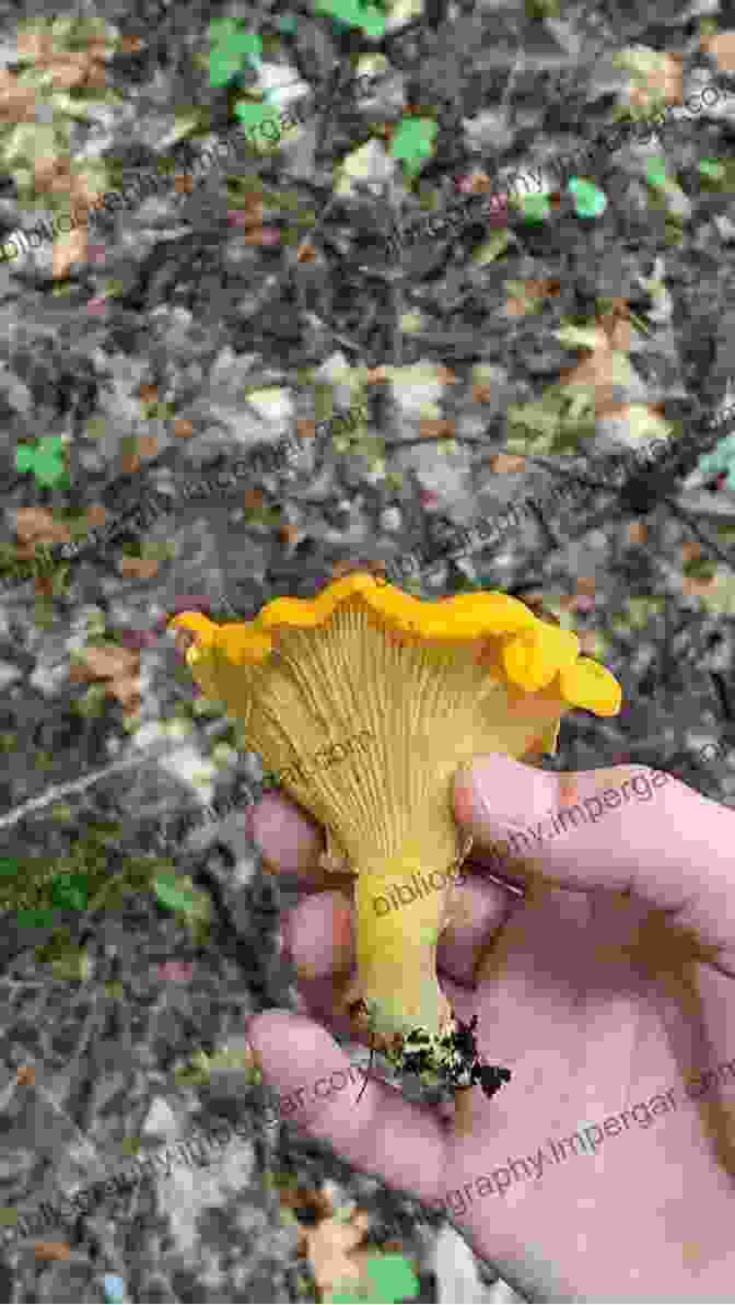 Edible Chanterelle Mushrooms On A Forest Floor Mushrooms Of The Redwood Coast: A Comprehensive Guide To The Fungi Of Coastal Northern California