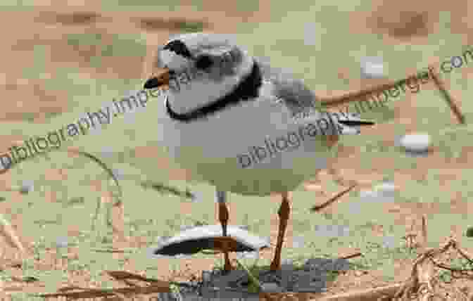 Elegant Pair Of Piping Plovers Delicately Wading Along The Sandy Shores Of New Jersey's Coastline 50 Things To Know About Birds In New Jersey : Birding In The Garden State (50 Things To Know About Birds United States)