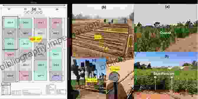 Field Of Crops Comparative Experiments With Field Crops