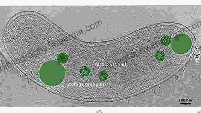 Fluorescence Micrograph Of Prokaryotic Storage Granules Complex Intracellular Structures In Prokaryotes (Microbiology Monographs 2)