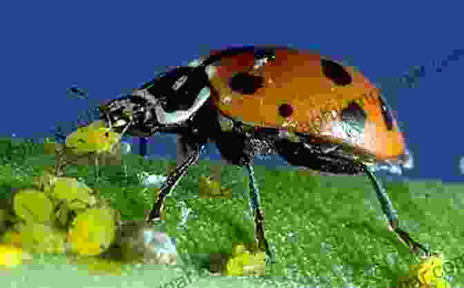 Image Of A Ladybird Beetle Eating Aphids On A Plant Common Sense Natural Beekeeping: Sustainable Bee Friendly Techniques To Help Your Hives Survive And Thrive