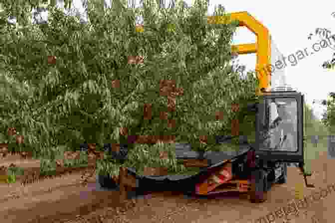 Machines Harvesting Almonds In An Orchard Almonds: Botany Production And Uses