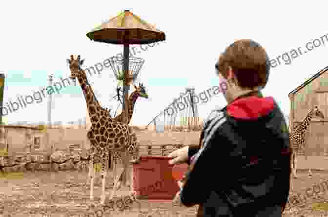 Photo Of A Zookeeper Feeding A Giraffe An To Zoo Biology And Management