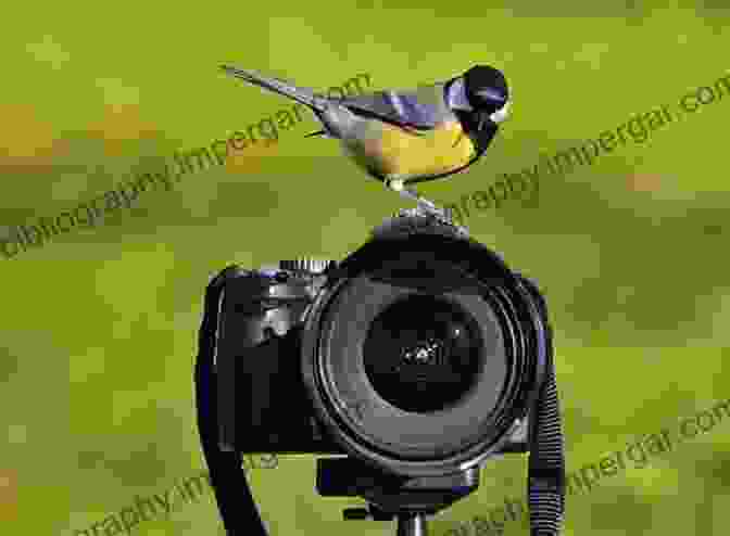 Photographer Patiently Waiting For The Perfect Moment, A Bird Taking Flight The Photography Storytelling Workshop: A Five Step Guide To Creating Unforgettable Photographs