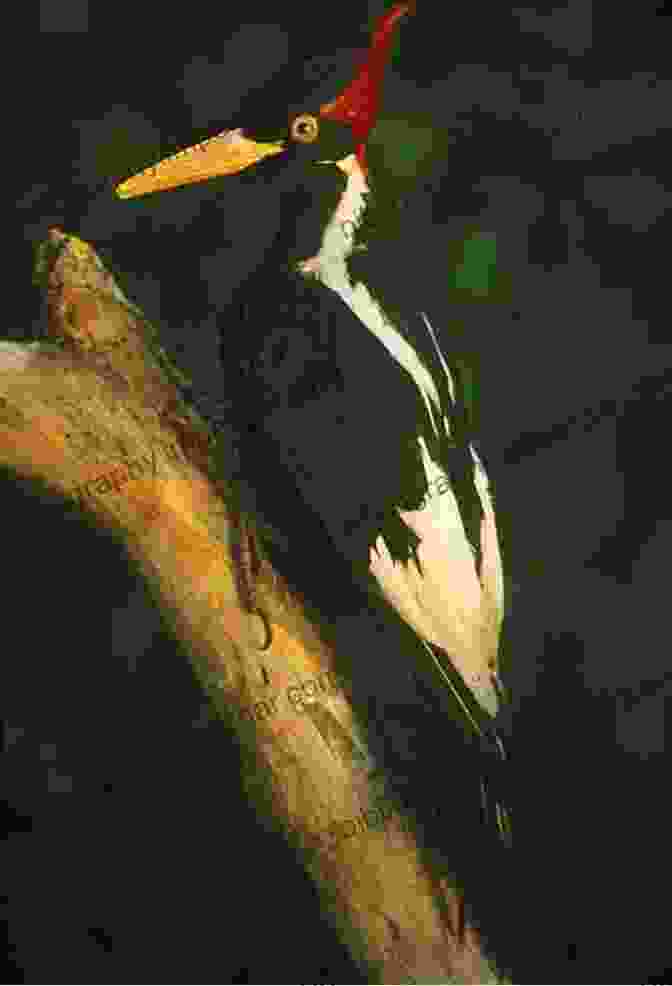 The Ivory Billed Woodpecker Is An Extinct Species Of Woodpecker That Was Once Found In The Southeastern United States. Woody S Last Laugh: How The Extinct Ivory Billed Woodpecker Fools Us Into Making 53 Thinking Errors