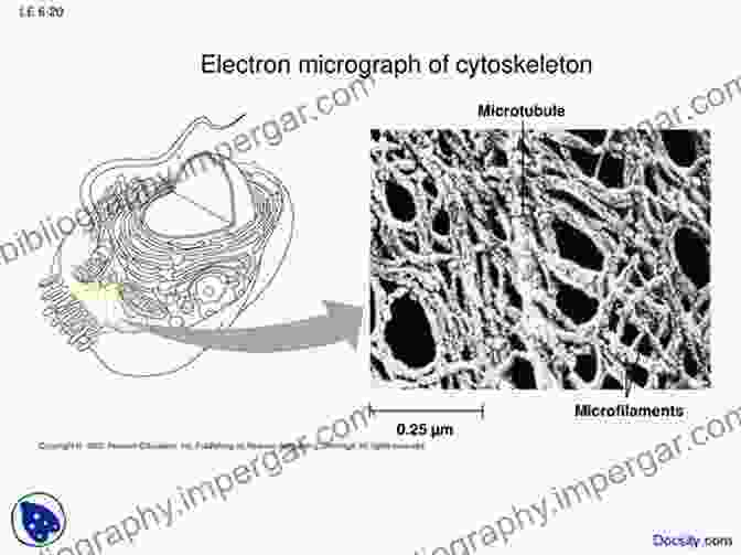 Transmission Electron Micrograph Of A Prokaryotic Cytoskeleton Complex Intracellular Structures In Prokaryotes (Microbiology Monographs 2)