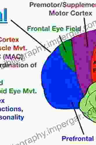 The Prefrontal Cortex As An Executive Emotional And Social Brain